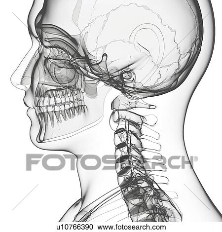 Human skeleton, artwork View Large Illustration Clipart - Human skeleton, artwork. Fotosearch