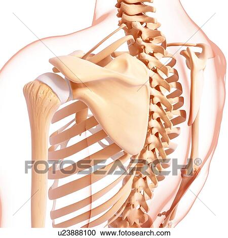 Human skeleton, artwork View Large Illustration Clipart - Human skeleton, artwork. Fotosearch
