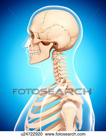 Clipart - Human skeleton, artwork. Fotosearch