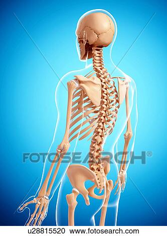 Human skeleton, artwork View Large Illustration Clipart - Human skeleton, artwork. Fotosearch