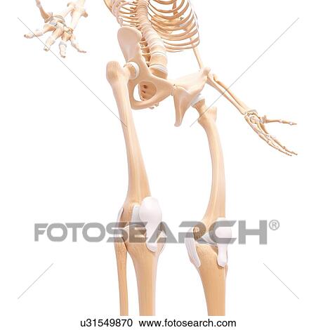 Human skeleton, artwork View Large Illustration Clipart - Human skeleton, artwork. Fotosearch