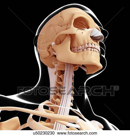 Clipart - Human skeleton, artwork. Fotosearch