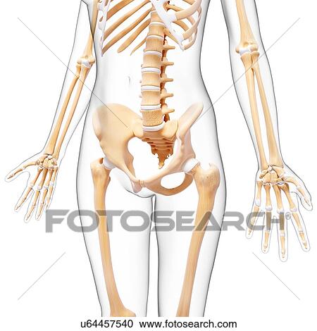 Human skeleton, artwork View Large Illustration Clipart - Human skeleton, artwork. Fotosearch
