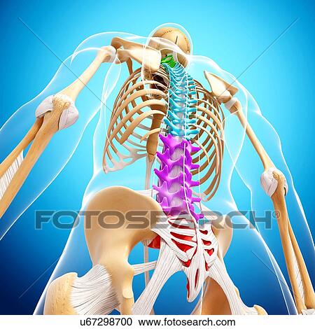 Human skeleton, artwork View Large Illustration Clipart - Human skeleton, artwork. Fotosearch