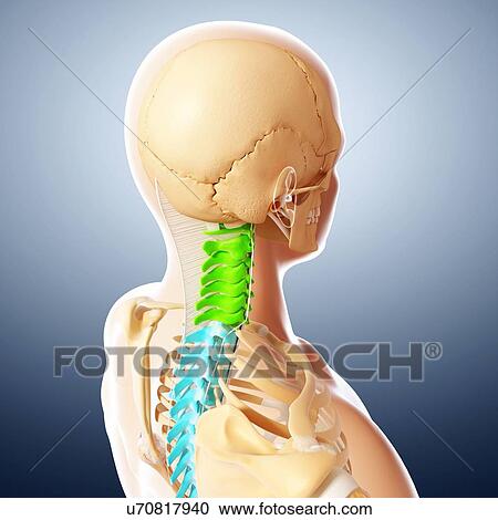 Clipart - Human skeleton, artwork. Fotosearch