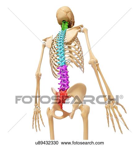 Human skeleton, artwork View Large Illustration Clipart - Human skeleton, artwork. Fotosearch