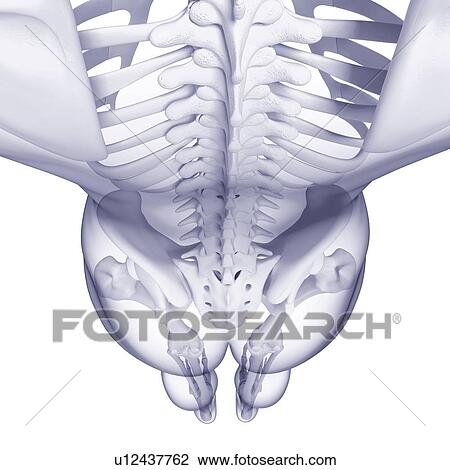 Human skeleton, artwork View Large Illustration Drawing - Human skeleton, artwork. Fotosearch
