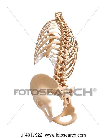 Human skeleton, artwork View Large Illustration Drawing - Human skeleton, artwork. Fotosearch