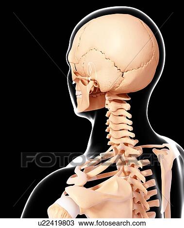 Drawing - Human skeleton, artwork. Fotosearch