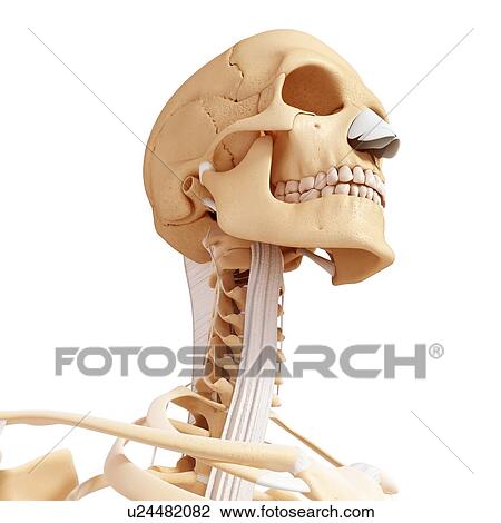 Human skeleton, artwork View Large Illustration Drawing - Human skeleton, artwork. Fotosearch