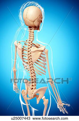 Human skeleton, artwork View Large Illustration Drawing - Human skeleton, artwork. Fotosearch
