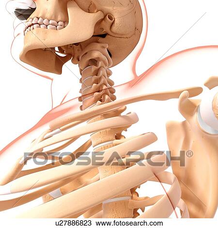 Human skeleton, artwork View Large Illustration Drawing - Human skeleton, artwork. Fotosearch