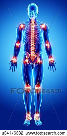 Drawing - Human skeleton, artwork. Fotosearch
