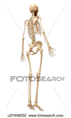 Drawing - Human skeleton, artwork. Fotosearch