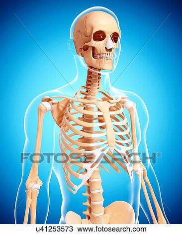 Human skeleton, artwork View Large Illustration Drawing - Human skeleton, artwork. Fotosearch
