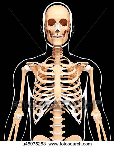 Human skeleton, artwork View Large Illustration Drawing - Human skeleton, artwork. Fotosearch