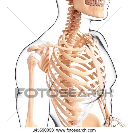 Human skeleton, artwork View Large Illustration Drawing - Human skeleton, artwork. Fotosearch