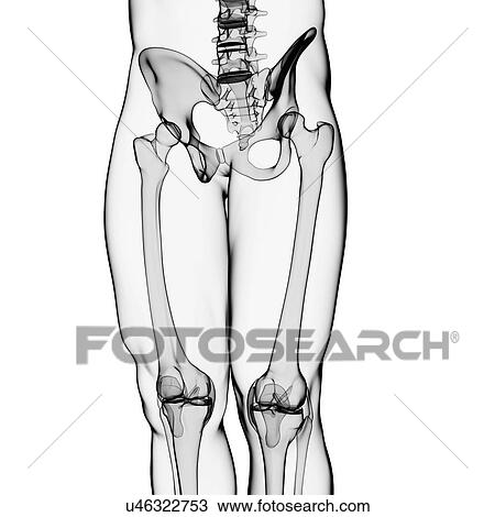 Drawing - Human skeleton, artwork. Fotosearch