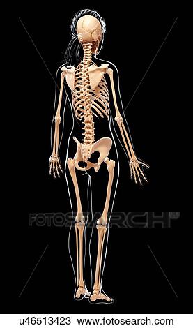 Drawing - Human skeleton, artwork. Fotosearch