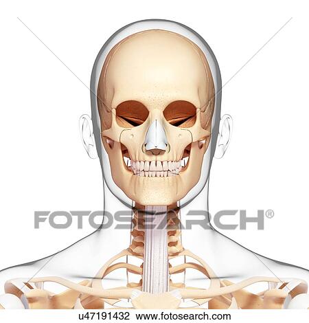 Drawing - Human skeleton, artwork. Fotosearch