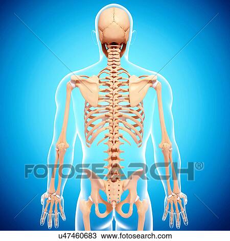 Human skeleton, artwork View Large Illustration Drawing - Human skeleton, artwork. Fotosearch