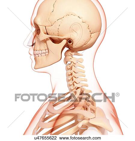 Drawing - Human skeleton, artwork. Fotosearch