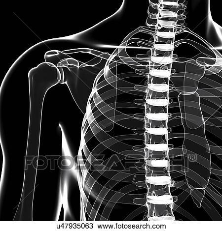 Drawing - Human skeleton, artwork. Fotosearch