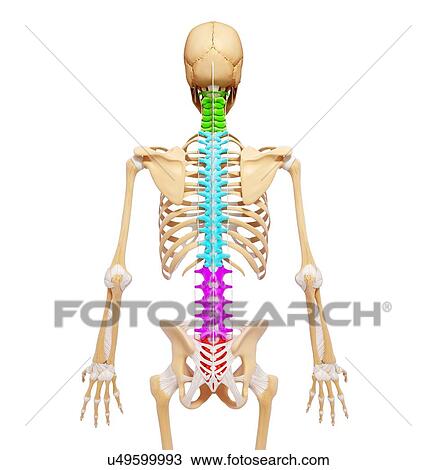 Human skeleton, artwork View Large Illustration Drawing - Human skeleton, artwork. Fotosearch