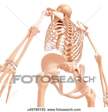 Drawing - Human skeleton, artwork. Fotosearch