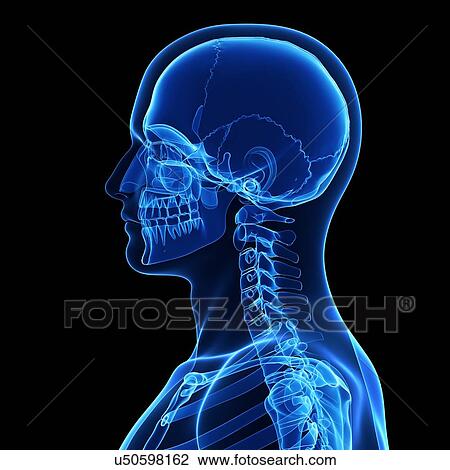 Human skeleton, artwork View Large Illustration Drawing - Human skeleton, artwork. Fotosearch