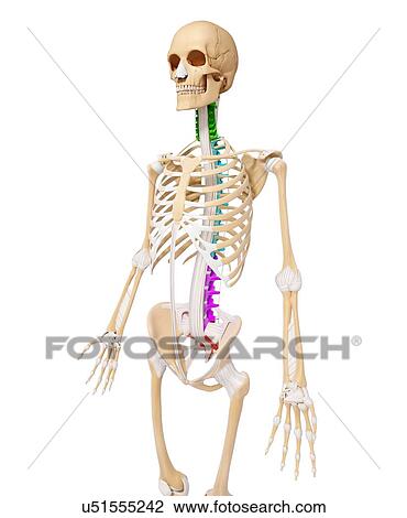 Drawing - Human skeleton, artwork. Fotosearch