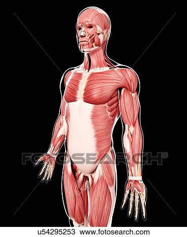 Human skeleton, artwork View Large Illustration Drawing - Human skeleton, artwork. Fotosearch