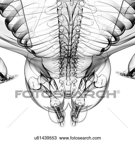 Drawing - Human skeleton, artwork. Fotosearch