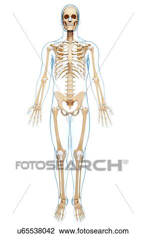 Drawing - Human skeleton, artwork. Fotosearch