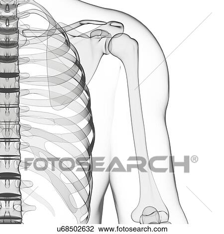 Human skeleton, artwork View Large Illustration Drawing - Human skeleton, artwork. Fotosearch