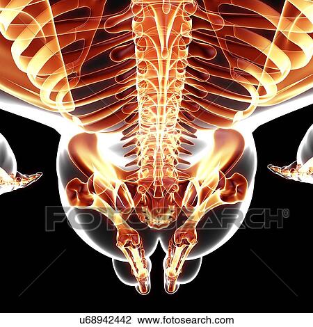 Human skeleton, artwork View Large Illustration Drawing - Human skeleton, artwork. Fotosearch