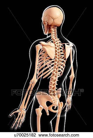 Human skeleton, artwork View Large Illustration Drawing - Human skeleton, artwork. Fotosearch