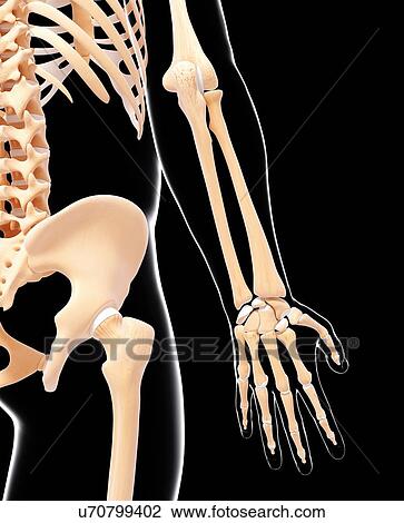 Drawing - Human skeleton, artwork. Fotosearch