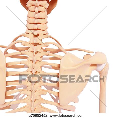 Drawing - Human skeleton, artwork. Fotosearch