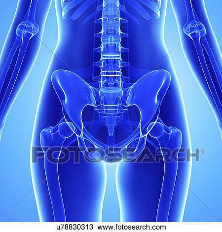 Human skeleton, artwork View Large Illustration Drawing - Human skeleton, artwork. Fotosearch
