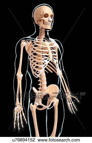 Human skeleton, artwork View Large Illustration Drawing - Human skeleton, artwork. Fotosearch