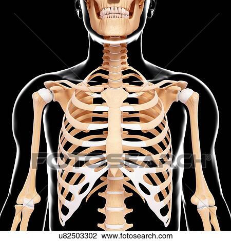 Human skeleton, artwork View Large Illustration Drawing - Human skeleton, artwork. Fotosearch