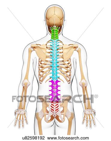 Drawing - Human skeleton, artwork. Fotosearch