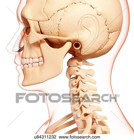 Drawing - Human skeleton, artwork. Fotosearch