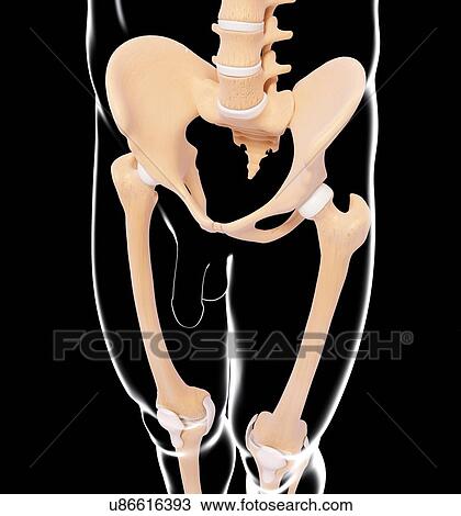 Human skeleton, artwork View Large Illustration Drawing - Human skeleton, artwork. Fotosearch