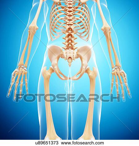 Drawing - Human skeleton, artwork. Fotosearch