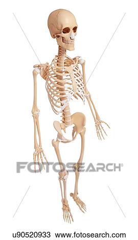Human skeleton, artwork View Large Illustration Drawing - Human skeleton, artwork. Fotosearch