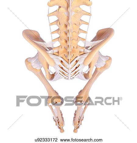 Human skeleton, artwork View Large Illustration Drawing - Human skeleton, artwork. Fotosearch
