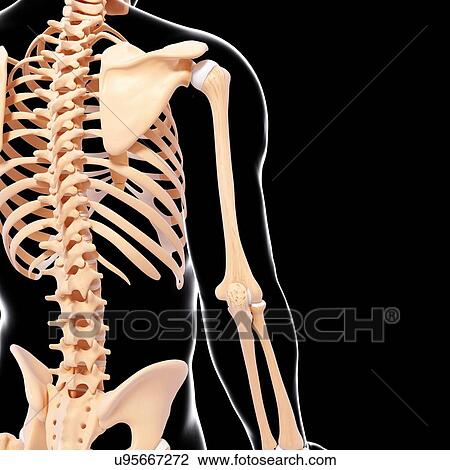 Drawing - Human skeleton, artwork. Fotosearch