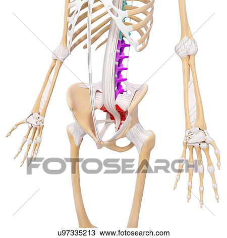 Human skeleton, artwork View Large Illustration Drawing - Human skeleton, artwork. Fotosearch